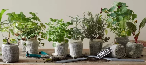 Wool Pots biologisch afbreekbare plantenpotjes bij Bag-again zero waste webshop