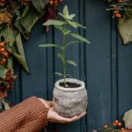 Wool Pots biologisch afbreekbare plantenpotjes bij Bag-again zero waste webshop