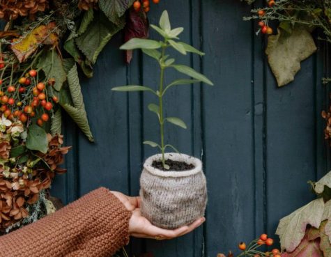 Wool Pots biologisch afbreekbare plantenpotjes bij Bag-again zero waste webshop